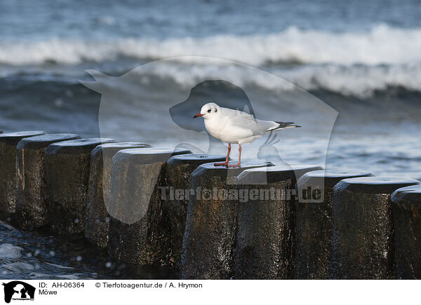 Mwe / gull / AH-06364