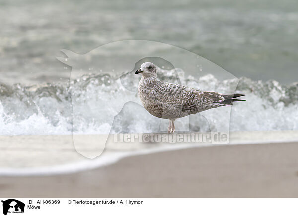 Mwe / gull / AH-06369
