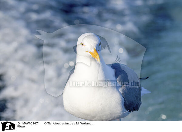 Mwe / gull / MAW-01471