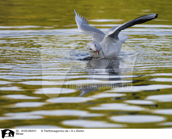 Mwe / gull / AVD-08241