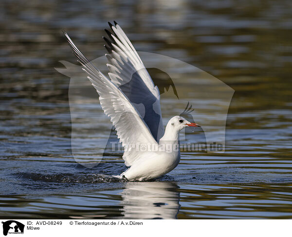 M�we / gull / AVD-08249