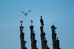 Mwen und Kormoran