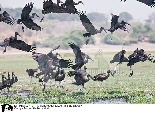 Gruppe Mohrenklaffschnabel / African openbill storks / MBS-02719