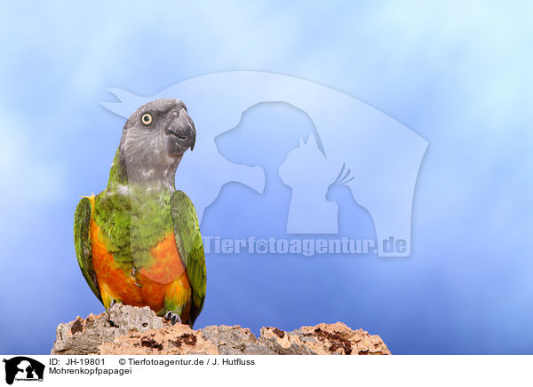 Mohrenkopfpapagei / Senegal parrot / JH-19801