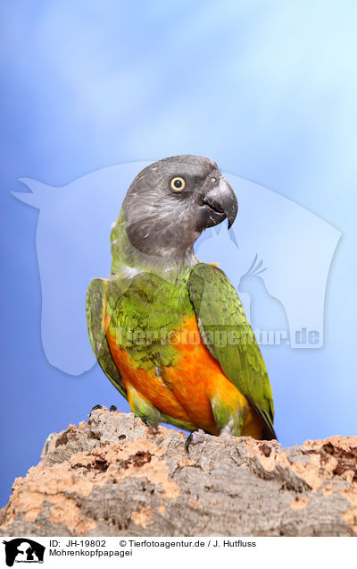 Mohrenkopfpapagei / Senegal parrot / JH-19802