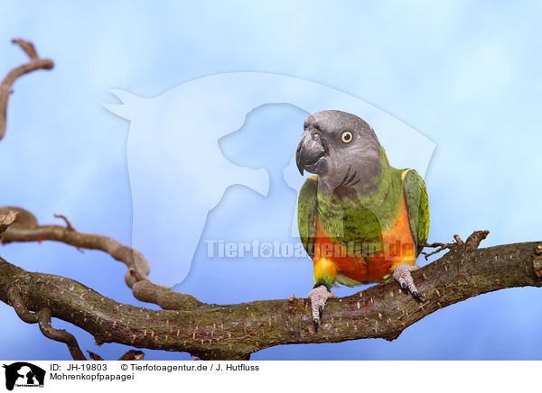 Mohrenkopfpapagei / Senegal parrot / JH-19803