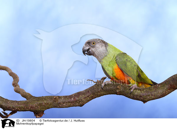Mohrenkopfpapagei / Senegal parrot / JH-19804