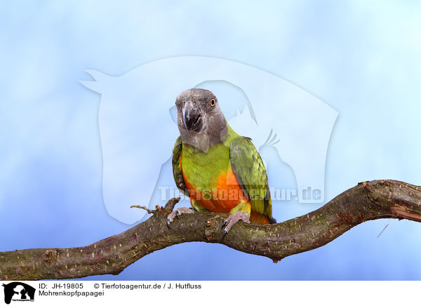 Mohrenkopfpapagei / Senegal parrot / JH-19805