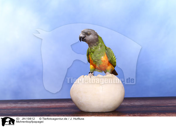 Mohrenkopfpapagei / Senegal parrot / JH-19812