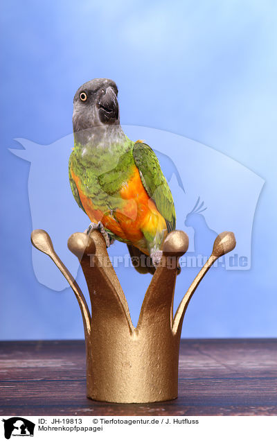 Mohrenkopfpapagei / Senegal parrot / JH-19813