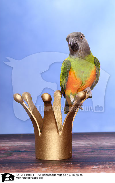 Mohrenkopfpapagei / Senegal parrot / JH-19814