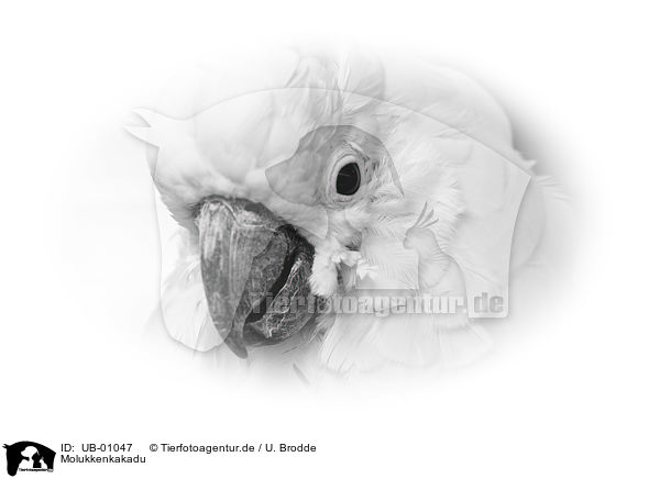 Molukkenkakadu / Moluccan cockatoo / UB-01047