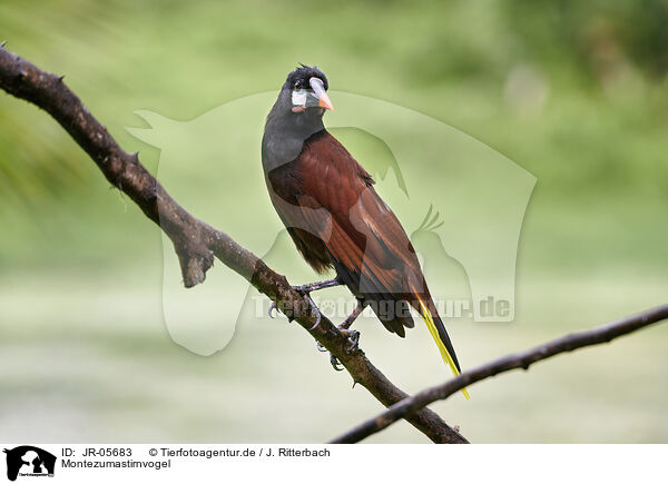 Montezumastirnvogel / Montezuma oropendola / JR-05683