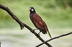 Montezumastirnvogel