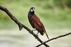 Montezumastirnvogel