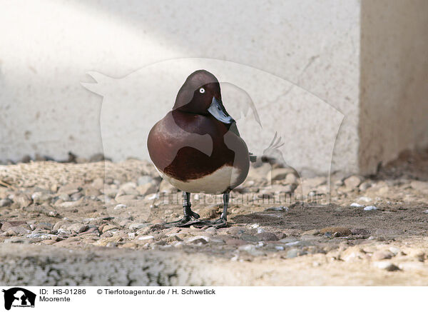 Moorente / Ferruginous Duck / HS-01286