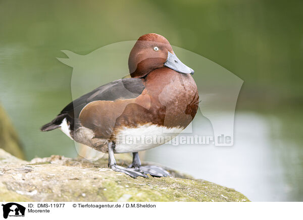 Moorente / Ferruginous duck / DMS-11977