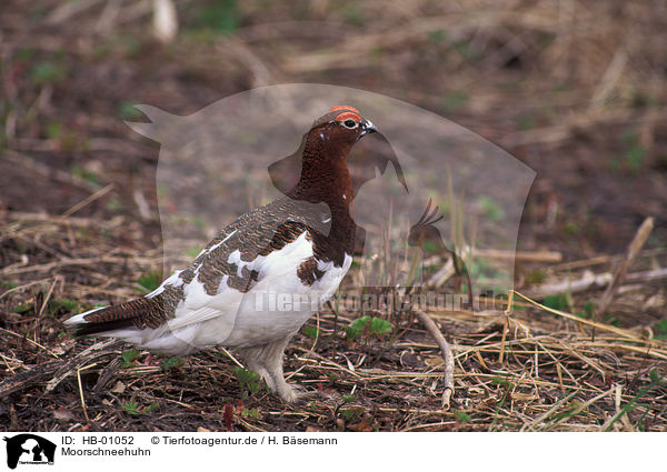Moorschneehuhn / Willow Grouse / HB-01052