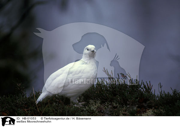 weies Moorschneehuhn / white Willow Grouse / HB-01053