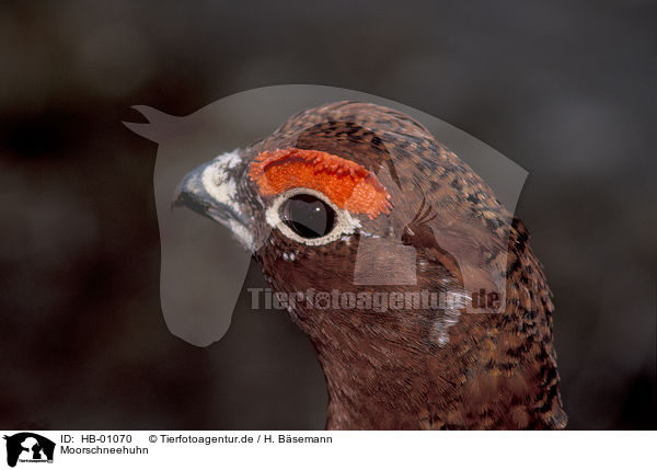 Moorschneehuhn / Willow Grouse / HB-01070