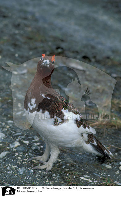 Moorschneehuhn / Willow Grouse / HB-01089