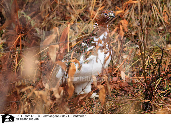 Moorschneehuhn / red grouse / FF-02417