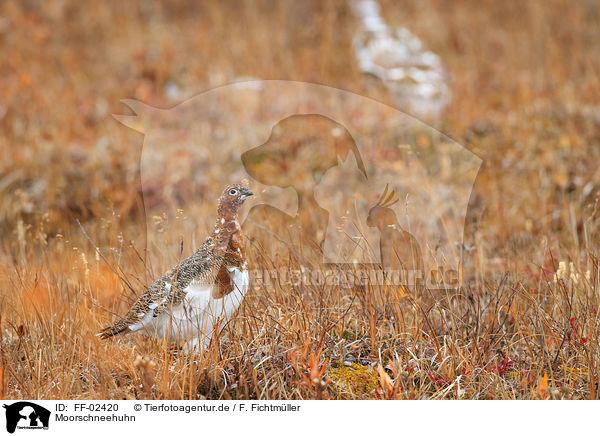 Moorschneehuhn / FF-02420