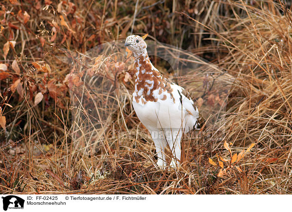 Moorschneehuhn / red grouse / FF-02425