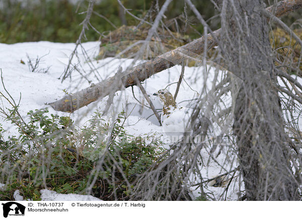 Moorschneehuhn / red grouse / THA-10737