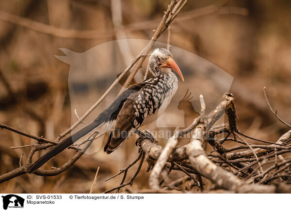 Mopanetoko / Southern red billed hornbill / SVS-01533