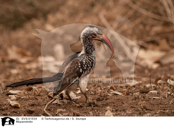 Mopanetoko / Southern red billed hornbill / SVS-01534