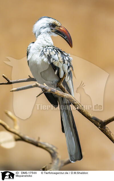 Mopanetoko / DMS-17544