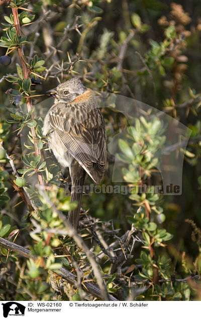 Morgenammer / Rufous-collared Sparrow / WS-02160