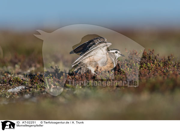 Mornellregenpfeifer / Eurasian dotterel / AT-02251