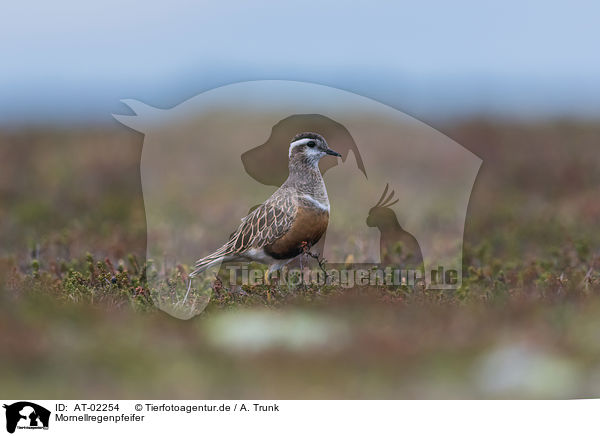Mornellregenpfeifer / Eurasian dotterel / AT-02254