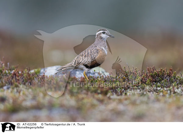 Mornellregenpfeifer / Eurasian dotterel / AT-02256
