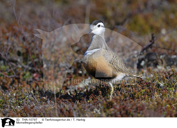 Mornellregenpfeifer / Eurasian dotterel / THA-10797