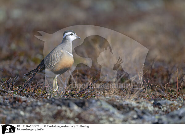 Mornellregenpfeifer / Eurasian dotterel / THA-10802
