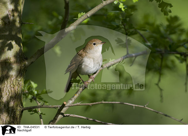 Nachtigall / common nightingale / THA-04531