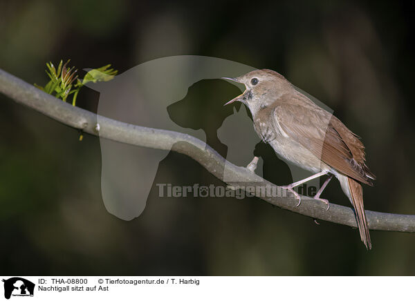 Nachtigall sitzt auf Ast / Nightingale sitting on branch / THA-08800