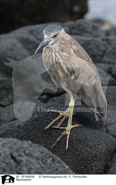 Nachtreiher / black-crowned night heron / FF-06938