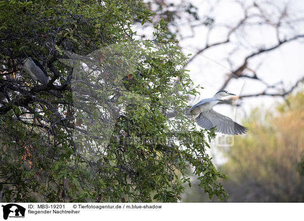 fliegender Nachtreiher / flying Night Heron / MBS-19201