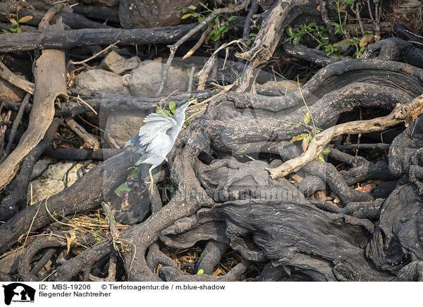 fliegender Nachtreiher / flying Night Heron / MBS-19206