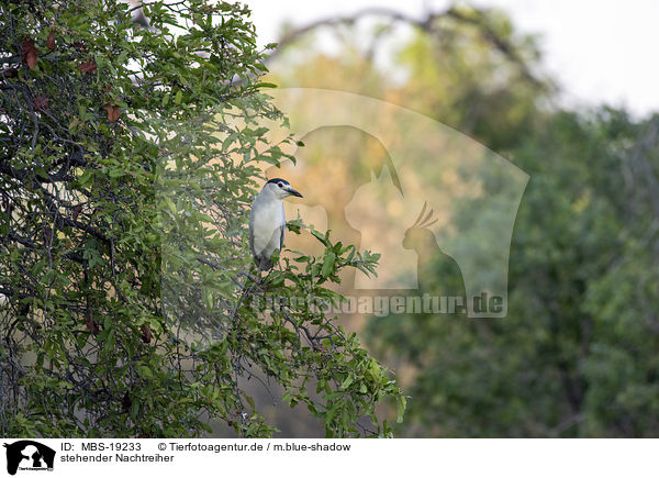stehender Nachtreiher / standing Night Heron / MBS-19233
