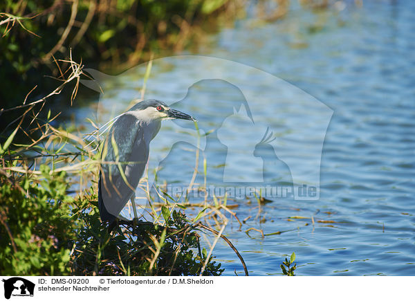 stehender Nachtreiher / standing Night Heron / DMS-09200