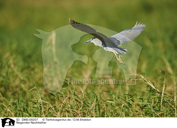 fliegender Nachtreiher / flying Night Heron / DMS-09207