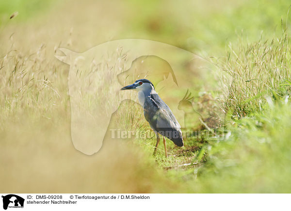 stehender Nachtreiher / standing Night Heron / DMS-09208