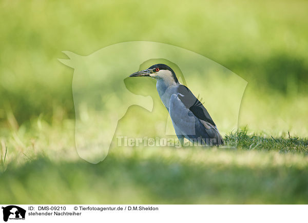 stehender Nachtreiher / standing Night Heron / DMS-09210