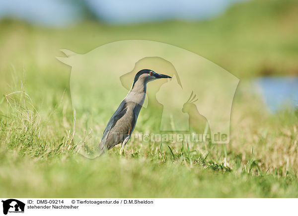 stehender Nachtreiher / standing Night Heron / DMS-09214