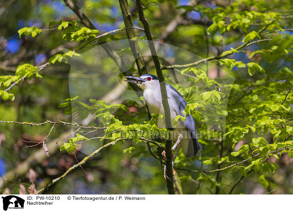 Nachtreiher / black-crowned night heron / PW-10210